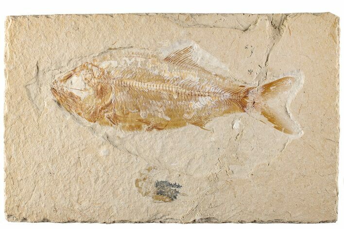 4.5" Cretaceous Fossil Fish (Sedenhorstia) - Lebanon